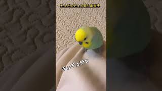 褒められて歌うインコ🐥関西弁のくーちゃん🐥切り抜き