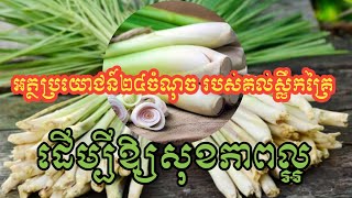 អត្ថប្រយោជន៍២៤ចំណុច របស់គល់ស្លឹកគ្រៃ ដេីម្បីឱ្យសុខភាពល្អ