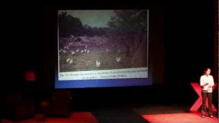 TEDxNapaValley - Nicolette Hahn Niman - "Eating As We Farm"