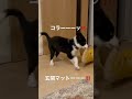 玄関マットをとってくるいたずらっ子ビス bordercollie ボーダーコリー gooddog パピー