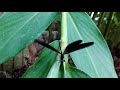 ハグロトンボ～正面から顔を撮影～calopteryx atrata