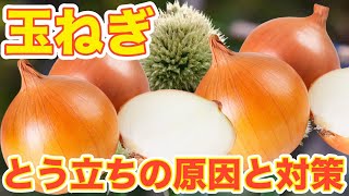 【玉ねぎ】とう立ちが起きる原因と対策について徹底解説！