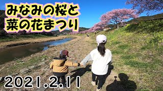 [2021河津桜] 2.11 みなみの桜と菜の花まつり オンライン河津桜まつり[非公式] お散歩 原付 ツーリング　伊豆　開花情報