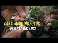 Cara Sambung Pucuk Jambu Air + Hasilnya