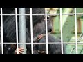 tsumugi chan heaven and earth have been turned upside down.　kushiro city zoo　chimpanzee　202207