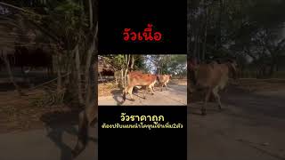 วัวราคาถูก…ต้องปรับแผนนำโคขุนมาเพิ่มอีก2ตัว