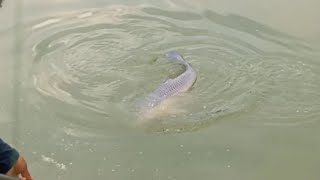 ওরে বাপরে একি মাছ! Monster fish hunting!