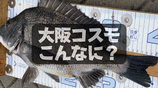 大阪コスモ釣り情報「チヌガンガン釣れる？」#チヌ #大阪釣り