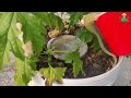 জৈবিক পদ্ধতিতে বাসার ছাদে টবে করল্লা চাষ । grow bitter gourd on rooftop