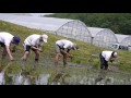 オリジナル清酒　田植えを行いました。