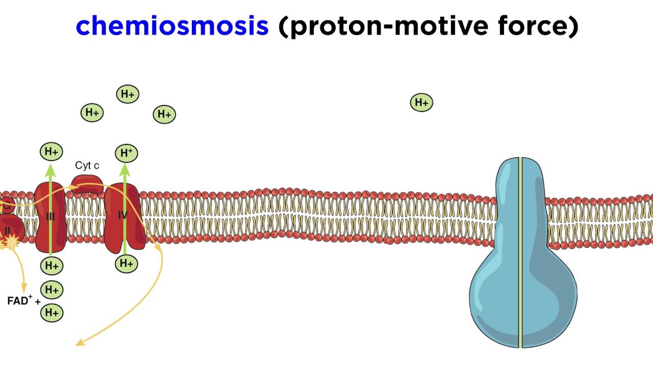 Electron Transport Chain Diagram Cellular Respiration