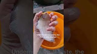 close-up of buffalo tongue fish living in fresh water