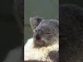 can you relax like a koala enjoy nature and soothing music