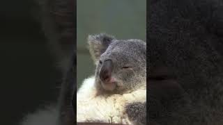 Can You Relax Like a Koala? Enjoy Nature and Soothing Music