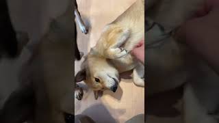 なでなでを要求してくる柴犬達