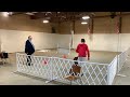 akc open b competition obedience rye high in trial