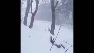 Nathiagali -  After snowfall