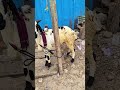 நமது பண்ணையில் goat viralvideo viralshort viralshorts viralvideos viralreels ஆடுகள் farming super