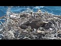 the one that didn t get away port lincoln ospreys 06 october 2021