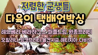 ♡다육이 택배언박싱♡ (색감 예쁘고 저렴한 군생들)다육이와 화분 구매 엑스플랜트 심폴 알려드려요 unboxing Succulent Succulents 多肉植物 다육식물