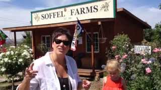 Mom, Can I Have A Bite Visits Soffel Farms In Redlands, CA To Pick Blueberries