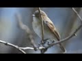 ニシオジロビタキ red breasted flycatcher 地鳴き call 2