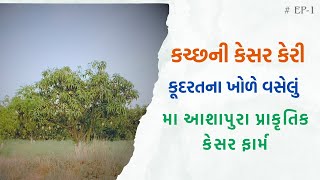 કચ્છની કેસર: કૂદરતી રીતે કેસર પકવતું, કૂદરતના  ખોળે વસેલું મા આશાપુરા પ્રાકૃતિક ફાર્મ i-kisan #EP-1