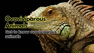 Amazing Facts | Ovoviviparous Animals:  Life in the Womb