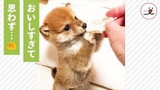 おやつに無我夢中な子柴ちゃん✨ → するとこの後、かわいい展開に😍【PECO TV】