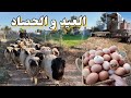 Harvesting and Gathering Farm Bounty, Eid al-Adha Activities, Vegetable Growing Results, How to G...