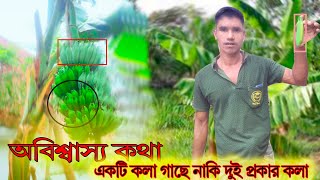 33 - অবিশ্বাস্য কথা || একটি কলা গাছে দুই প্রকার কলা || আমার কৃষি খামার BD | কৃষি