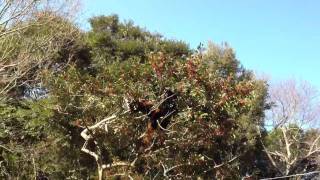 20120102 平川動物園 レッサーパンダ２　Hirakawa Zoo Red Panda2