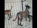 criadero canino instalaciones de criadero de perros pastores belga malinois carbonado