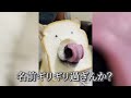 【神回】犬猫の面白動画にツッコミどころ満載なアフレコしてみたｗｗｗ【猫動画】【動物】【ハプニング映像】 9