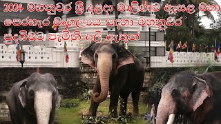 මහනුවර ඇසළ පෙරහැර සදහා පැමිනි අලි ඇතුන්🙏🙏🙏#Elephants#came#for#Kandy#parade