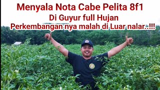 ⛔MESKI DI GEMPUR CUACA EXTRIME CABE PELITA 8 F1 MALAH PERTUMBUHAN NYA DI LUAR NALAR..!!