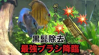 【ディスカス混泳水槽】黒髭苔除去に最強のアイテム！？を購入しました