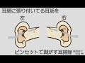 【asmr】耳壁に張り付いてる耳垢をピンセットで剥がす耳掃除 両耳あり ear cleaning 【no talking】