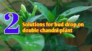 चाँदनी के कलियों को गिरने से कैसे बचाये।Double chandni bud drop solution||Yellow buds problem