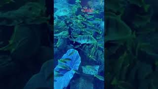 360 view Dubai aquarium and Underwater zoo#dubaiaquariumandunderwaterzoo #dubaiaquarium#shortsfeed