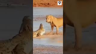 Lion 🦁 vs Crocodile 🐊 #animals #lion #crocodile #shorts #short #shortvideo