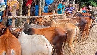 @আজ ২৩ আগস্ট | কুষ্টিয়ার খামারী কেমন দামে দেশি জাতের ষাঁড় গরু কিনলেন?