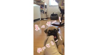 臭っさい靴下に興奮するパグのこむぎ(#^.^#)　＃shorts　＃パグ　＃PUG　＃喋る犬　＃犬の気持ち