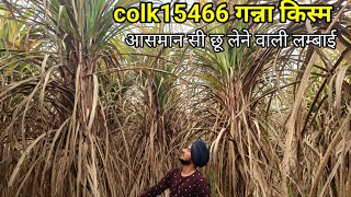 15466 का आसमान छू लेने वाला गन्ना देखो आज | colk15466 sugarcane variety