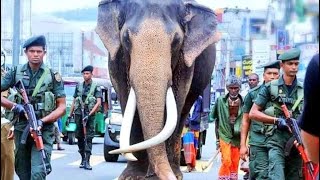 Raja | elephant |asian biggest elephant  Raja 😍| Sri Lanka 🇱🇰😢