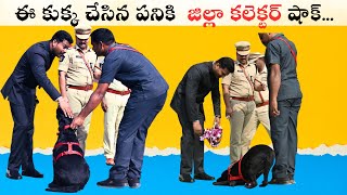 ఈ కుక్క చేసిన పనికి కలెక్టర్ shock అయ్యారు..| Collector shocked after seeing this dog |  knc vlogs