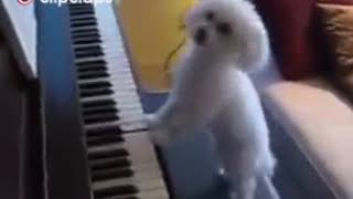 Awesome piano from a tiny dog ​​:))))))