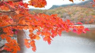 戸隠鏡池の紅葉（４Ｋ・６０Ｐ）