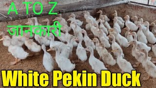 White Pekin Duck A TO Z जानकारी ||Kisan Mitro