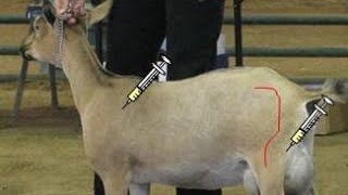 Sheep \u0026 Goat Farming by Weekend Farmer :-  Types of Injection's and Learn How to  Administrate Them